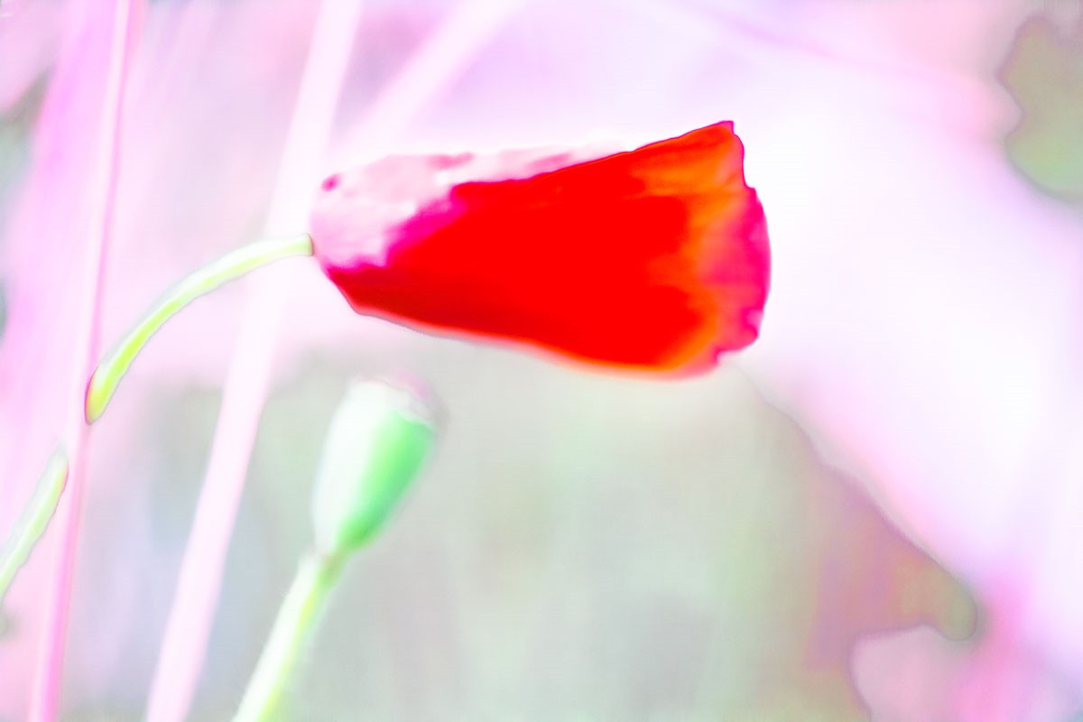 bluete_0596