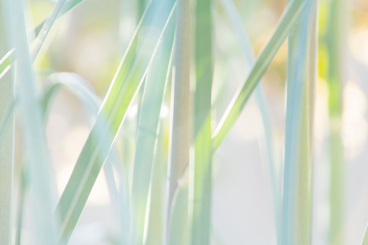gartenlicht_9064