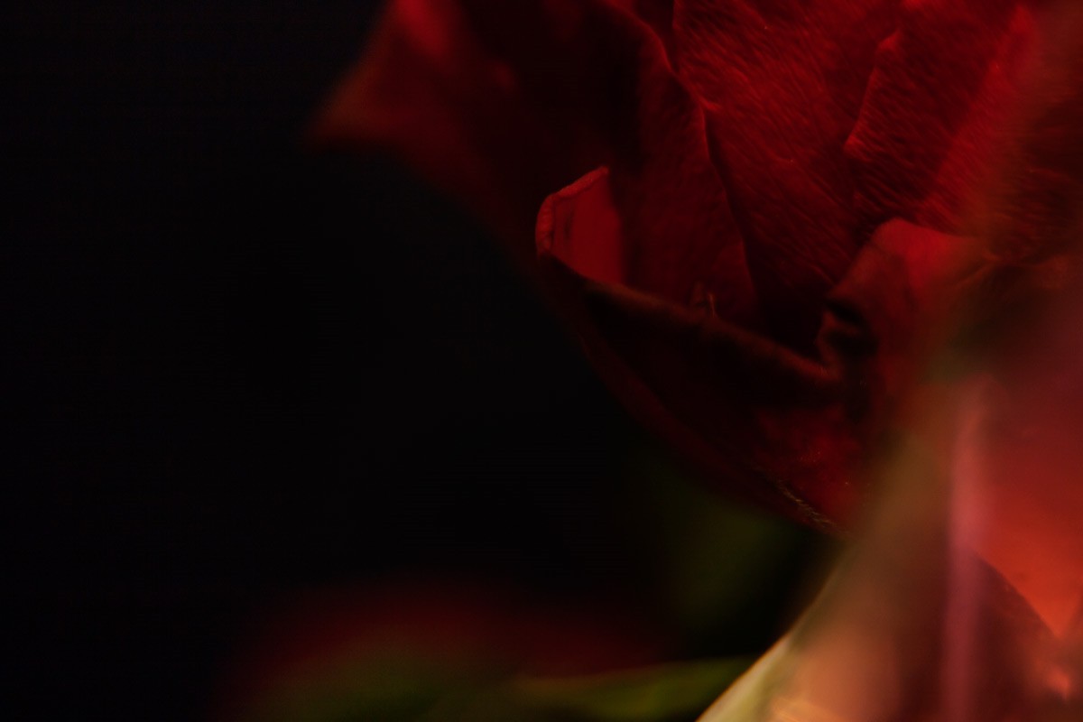 traumrose_9004