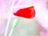 bluete_0596