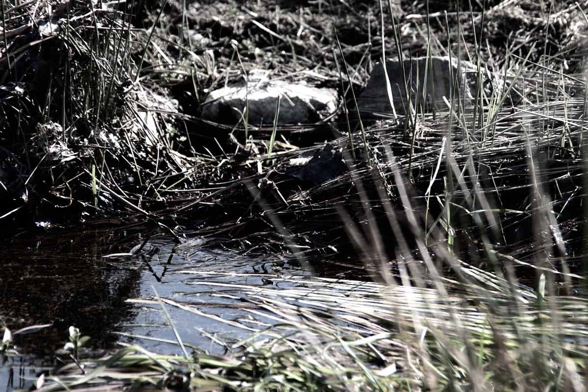 eichholz-maar_7456