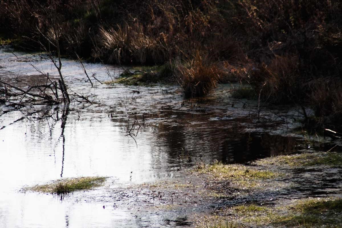 eichholz-maar_7509